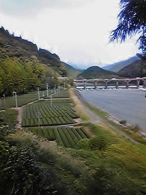 川根　茶畑